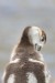 egyptian-goose-chick-7035704_640